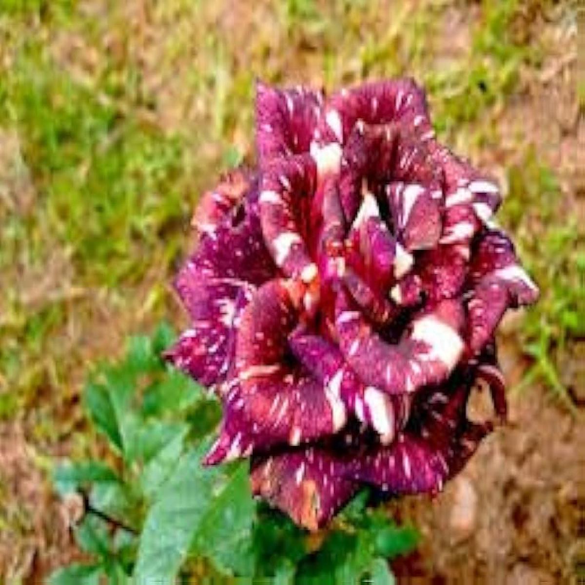 Abracadabra Rose Rosa species Seeds for Planting in Flower Bed