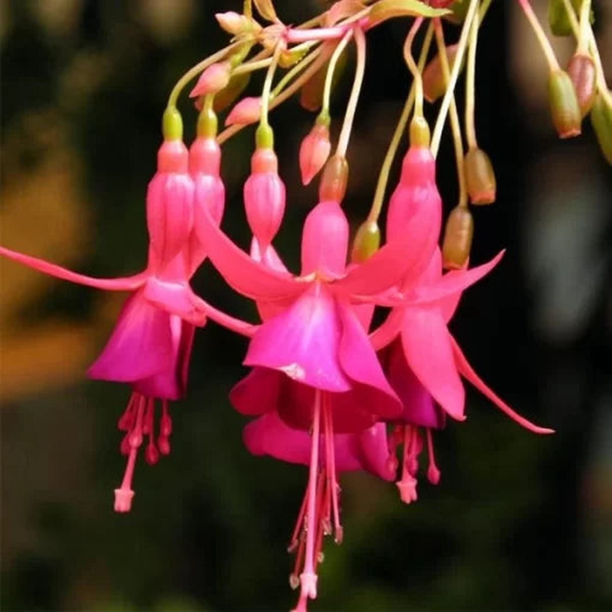 Abutilon Striatum Seeds | Decorative Lantern Flower Shrub  Heirloom, Non-GMO, High Germination Organic Garden Seeds