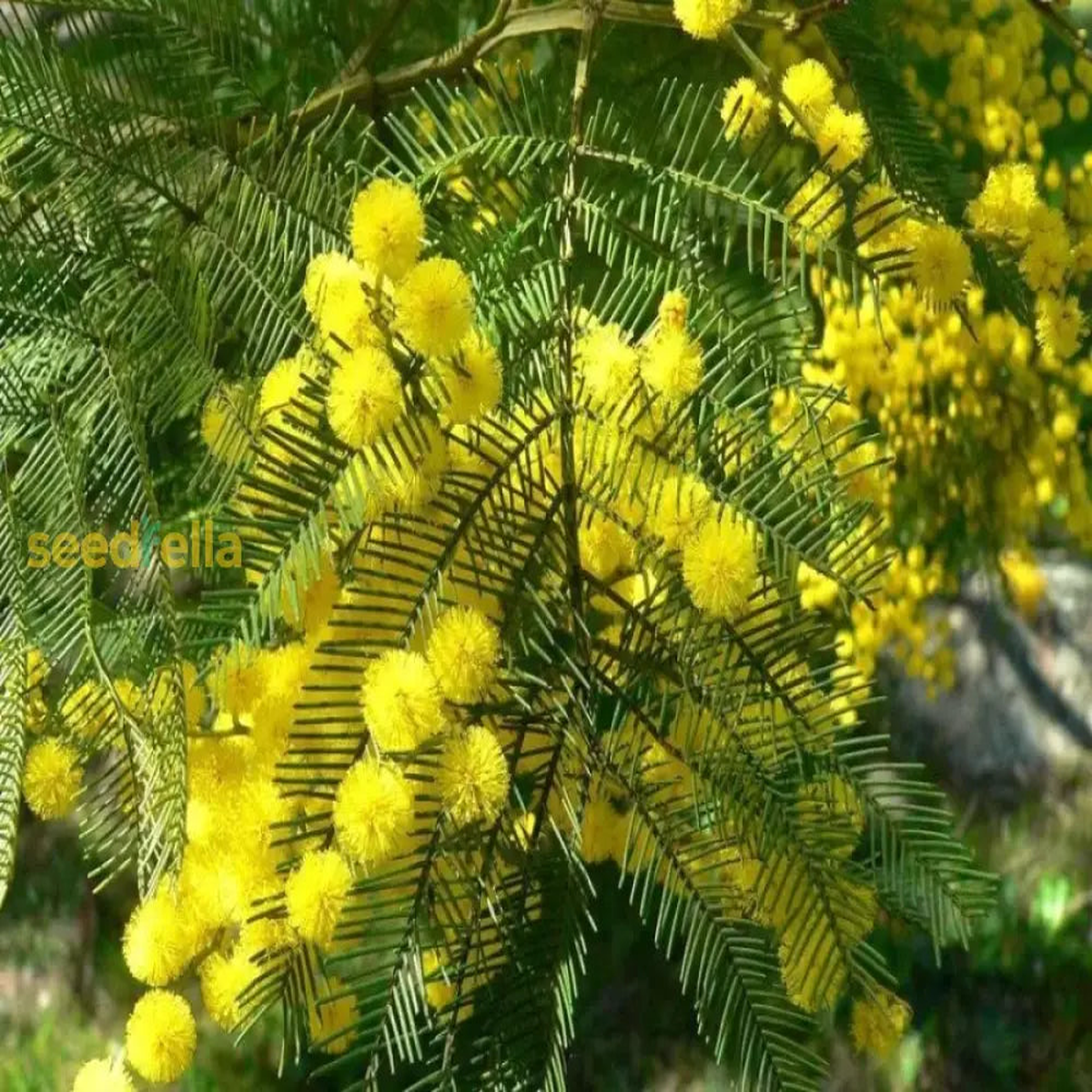 Acacia Yellow Perennial Flower Seeds for Planting | Easy to Grow Garden Seeds