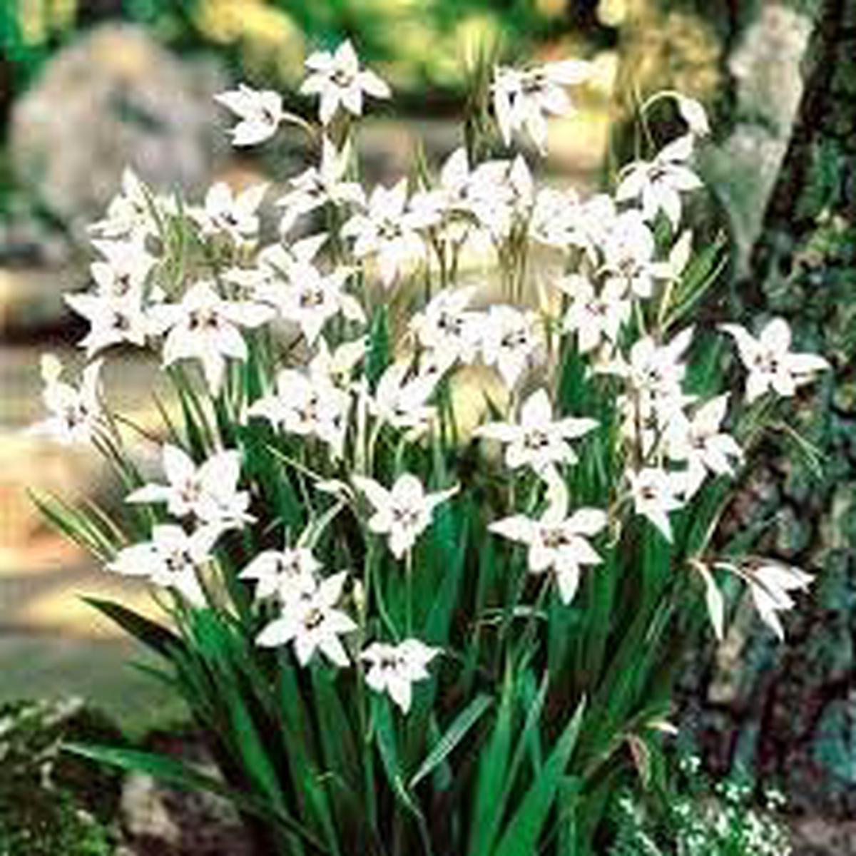 Acidanthera Flower seeds for Planting Fragrant Blossoms Heirloom & GMO Free Seeds for Home Garden