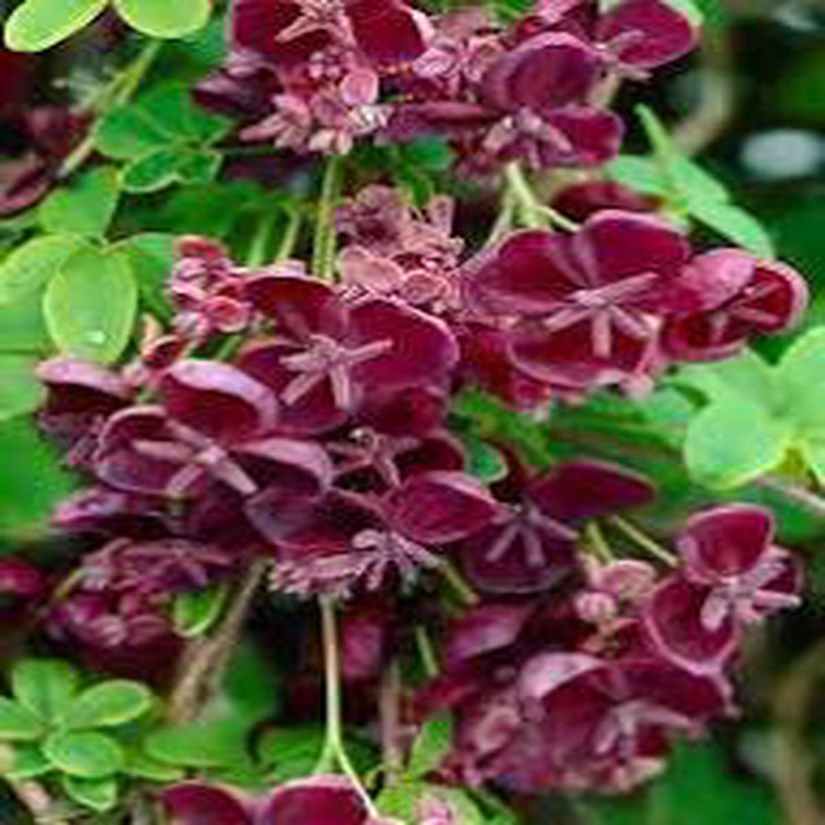 Akebia Flower Seeds, Ideal for Your Garden Planting