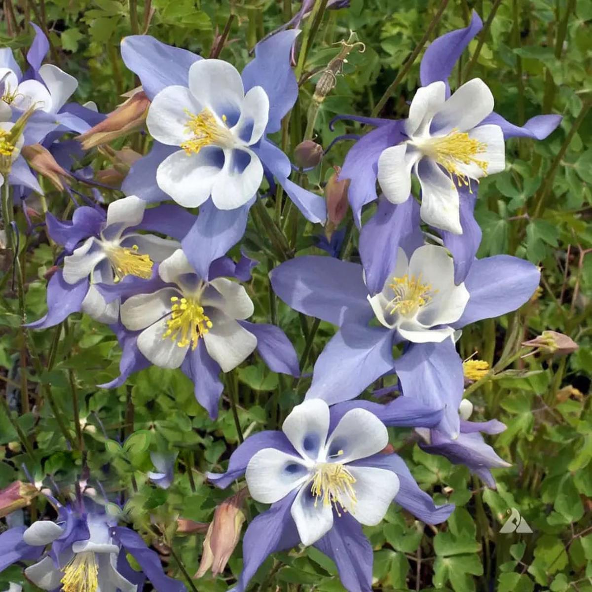Akelei Pflanze Flower Seeds for Planting Heirloom Non-GMO, High Germination Organic Garden Seeds