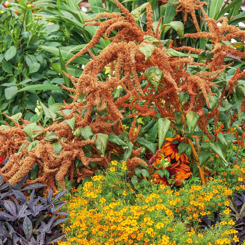 Amaranthus Seeds – Hot Biscuits