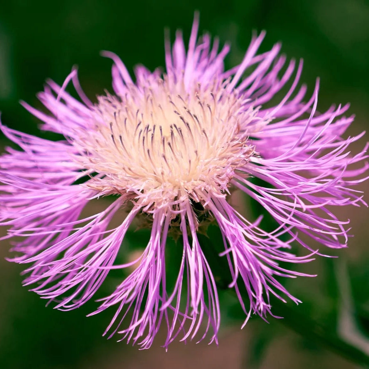American Basketflower Seeds (Centaurea Americana) for Planting Heirloom, Non-GMO, Easy to Grow, Annual
