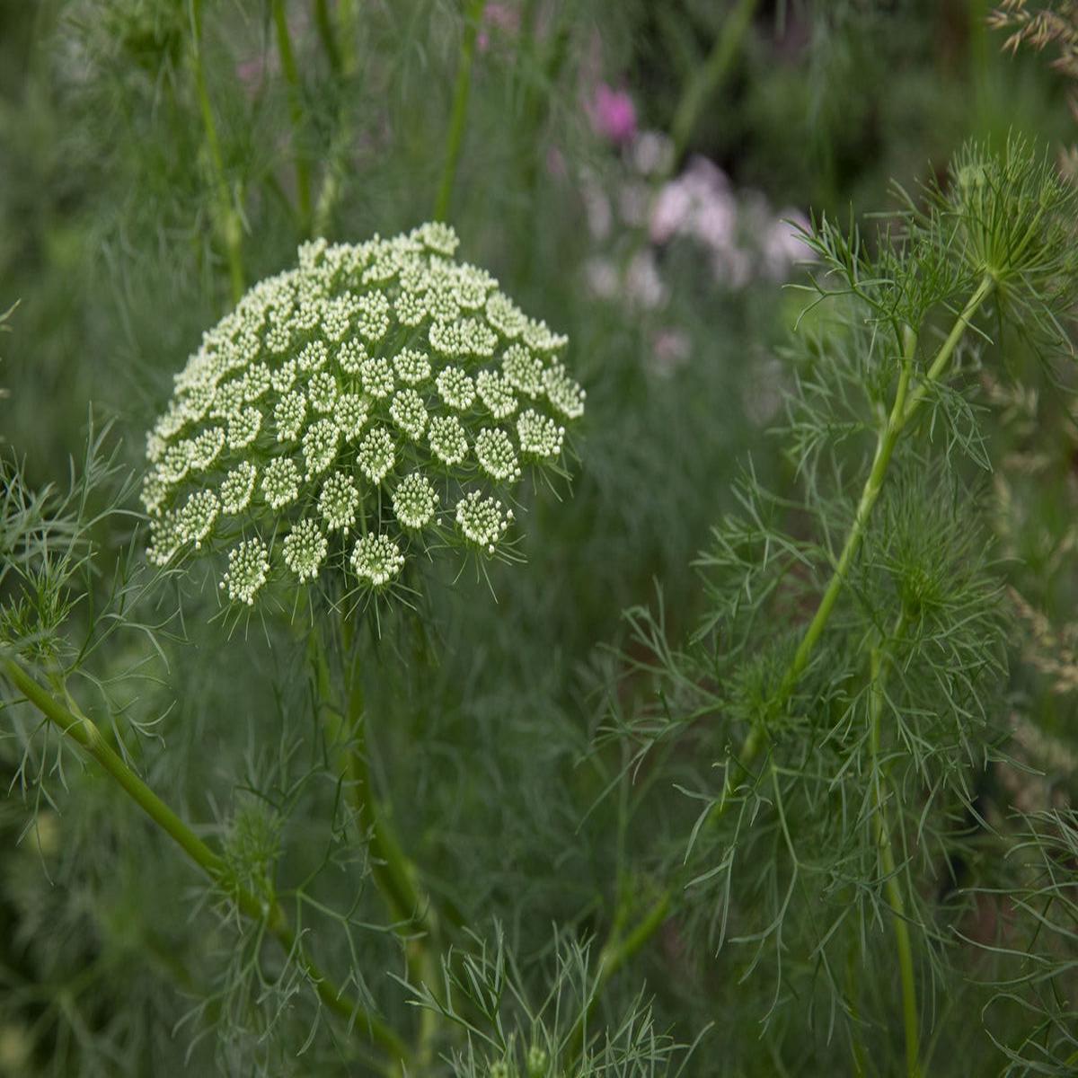 Ammi Visnage Flower seeds for Planting Shade Tolerant Heirloom & GMO Free Seeds for Home Garden