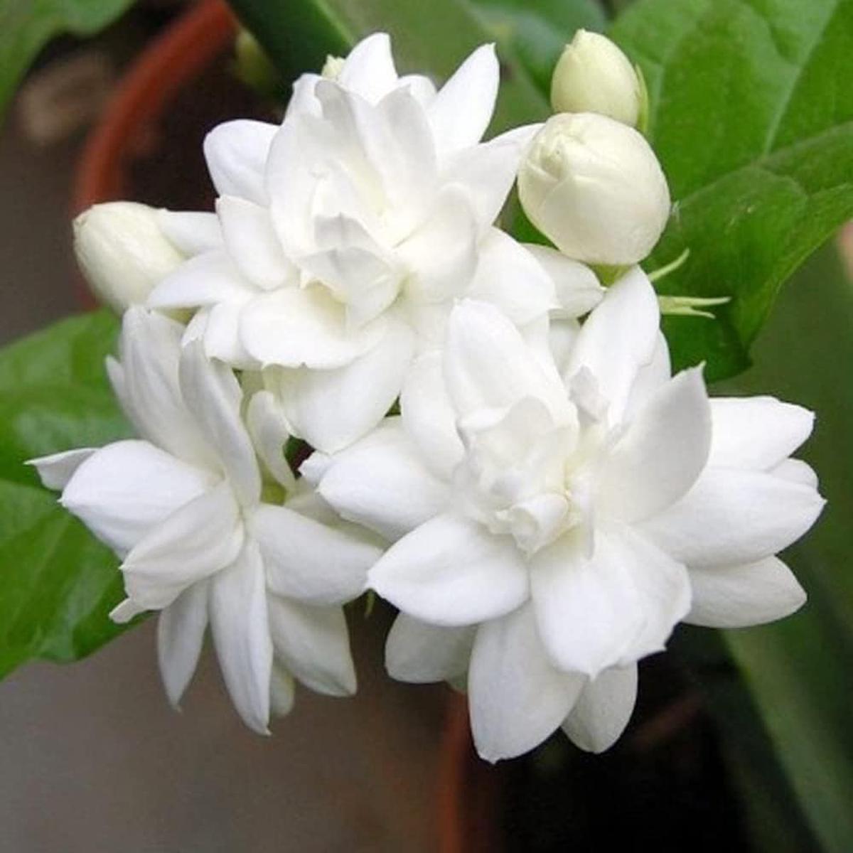 Arabian Jasmine Flower Seeds for Planting Heirloom, Non-GMO, Fragrant, Perennial