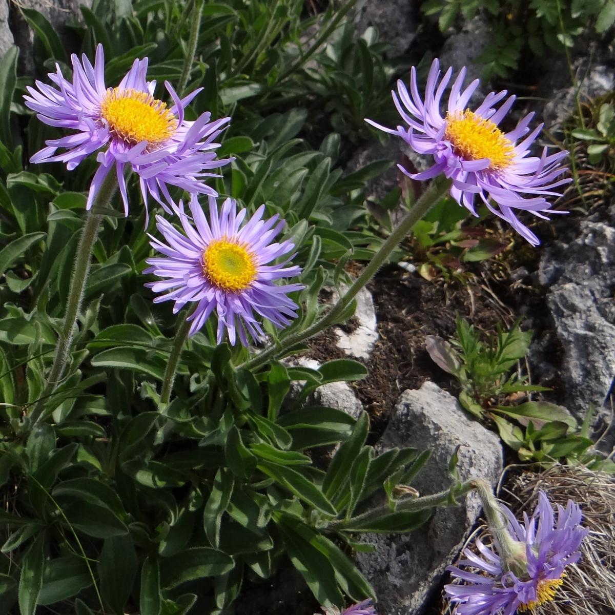 Aster Alpinus Flower Seeds Heirloom, Non-GMO, Easy to Grow, Perennial