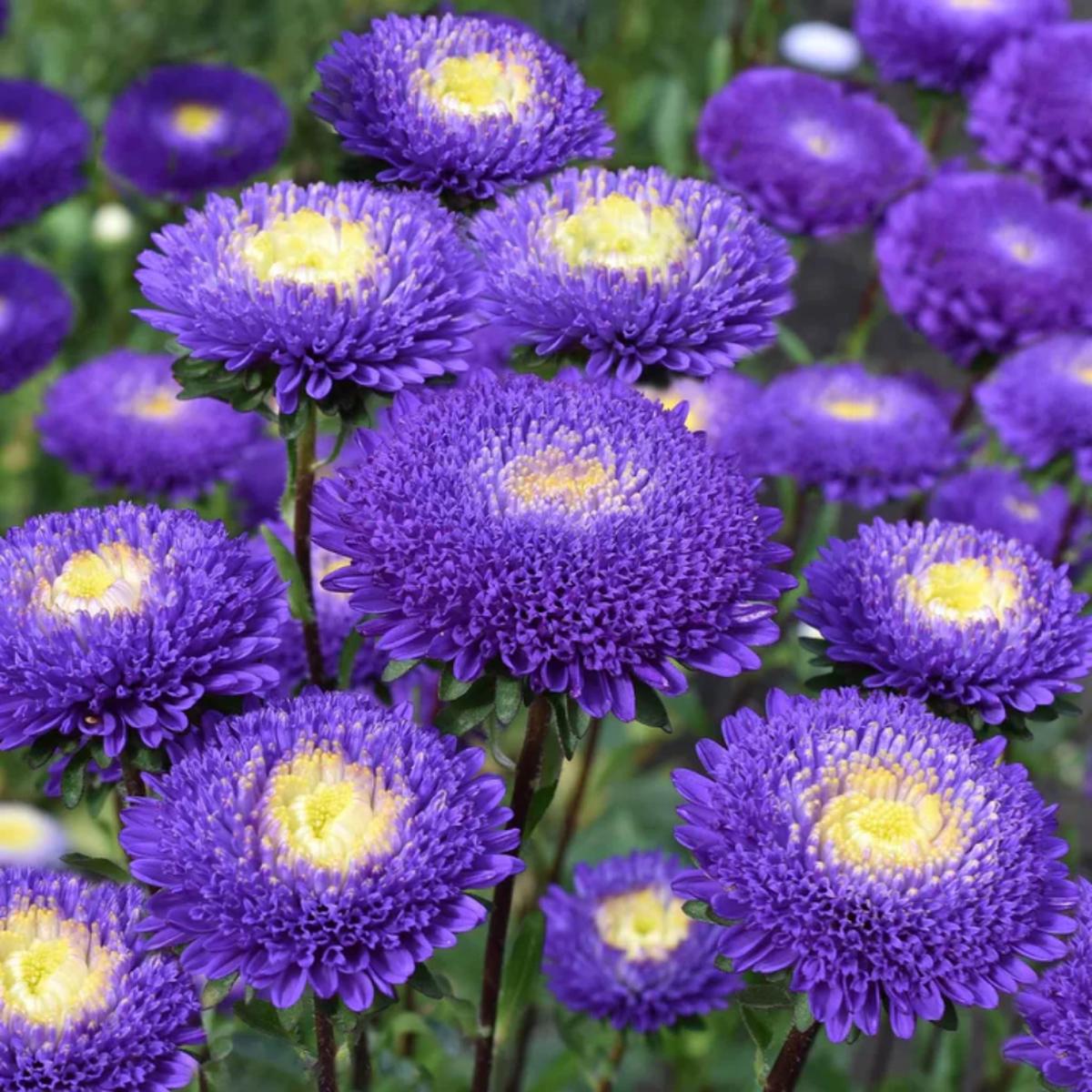Aster ‘Pompon Blue Moon’ Flower Seeds Heirloom, Non-GMO, Easy to Grow, Perennial