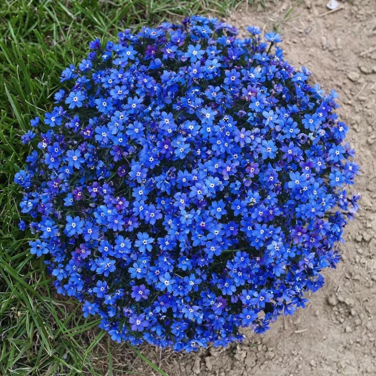 Aubrieta Blue Rock Cress Seeds for Planting – NON GMO Seeds