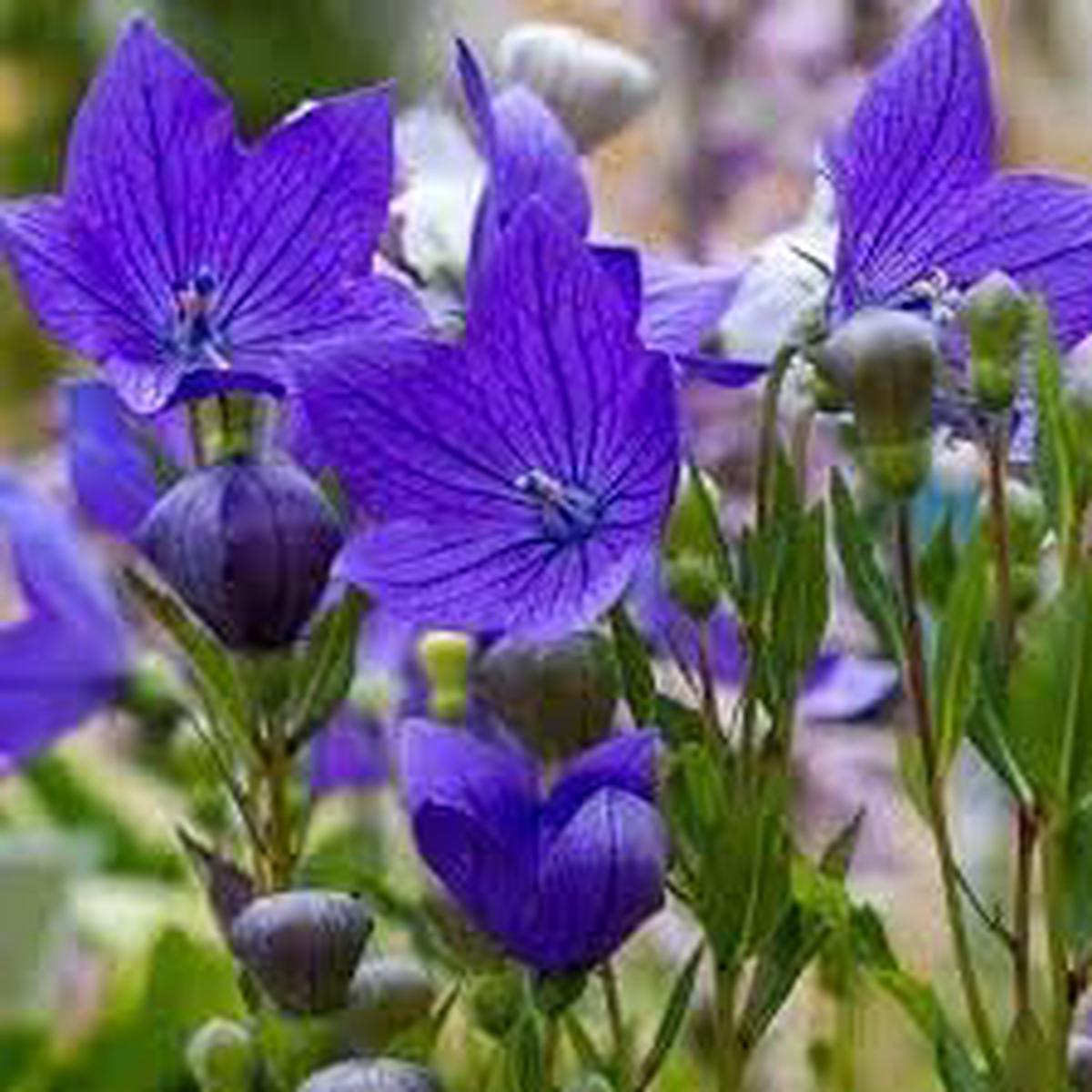 Balloon Goluboy Flower Seeds for Planting Premium Heirloom, Non-GMO, Organic Garden Seeds