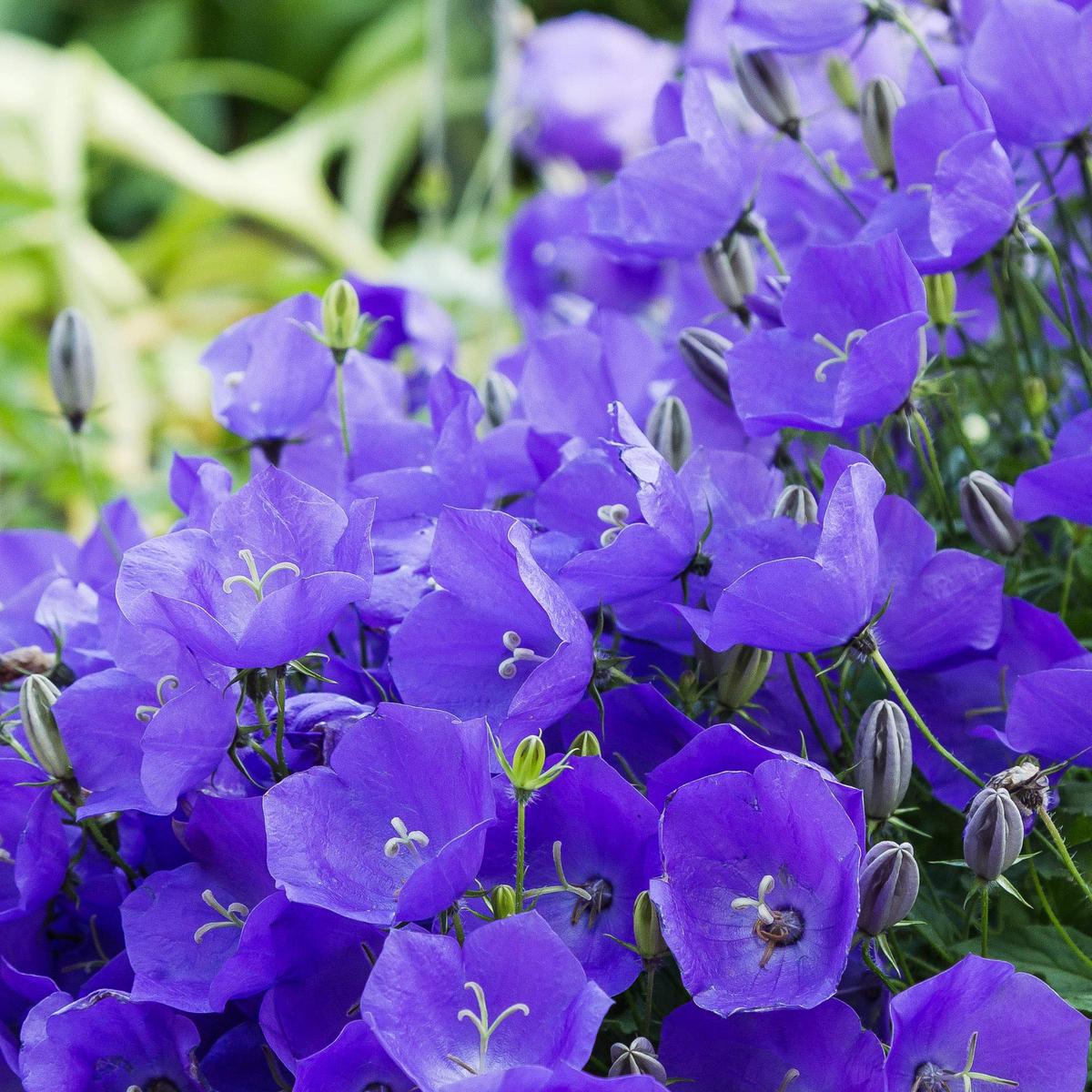 Bellflower Seeds for Planting Campanula Carpatica flower bed rock garden