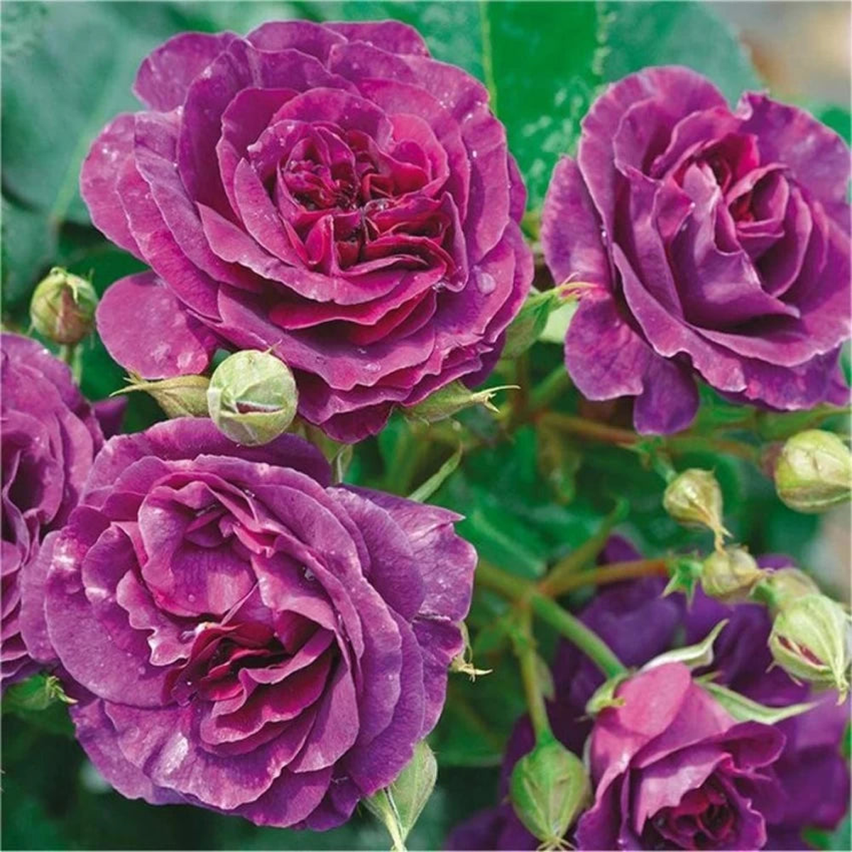 Biosnyg Purple Rose (Rosa Rugosa Thunb) Plant Seeds  Heirloom, Non-GMO, High Germination, Organic Garden