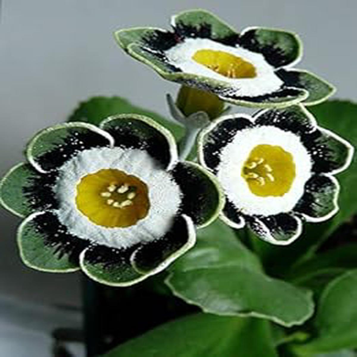 Black Green Primula Seeds for Planting  Organic, Heirloom, Non-GMO, High Germination Flower Seeds