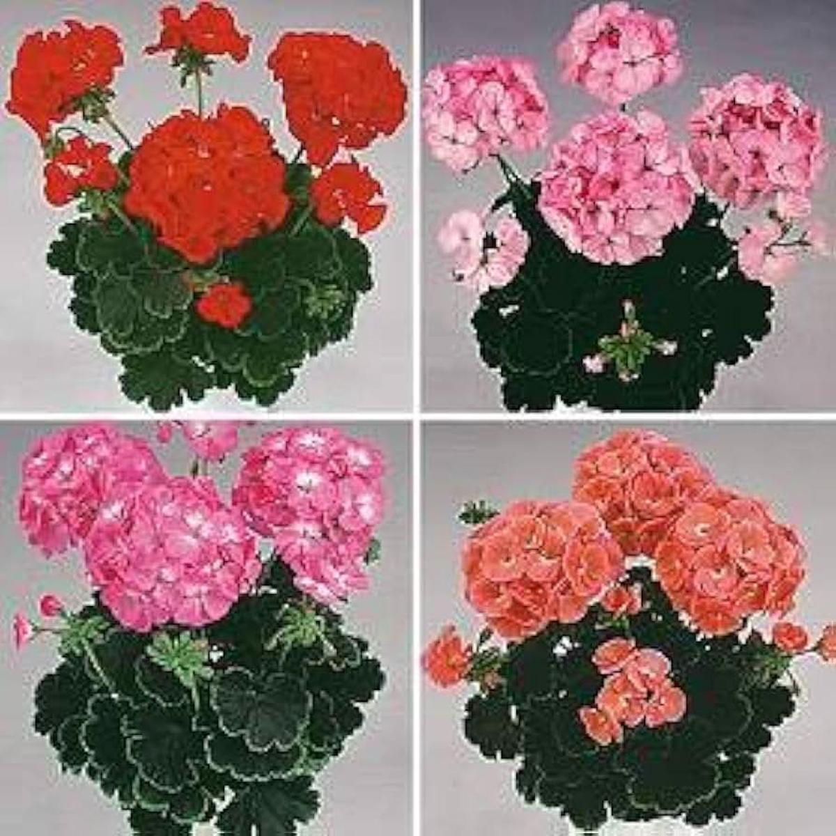 Black Velvet Geranium Flower Seeds F1 Variety for Vibrant Pots and Bedding Planting