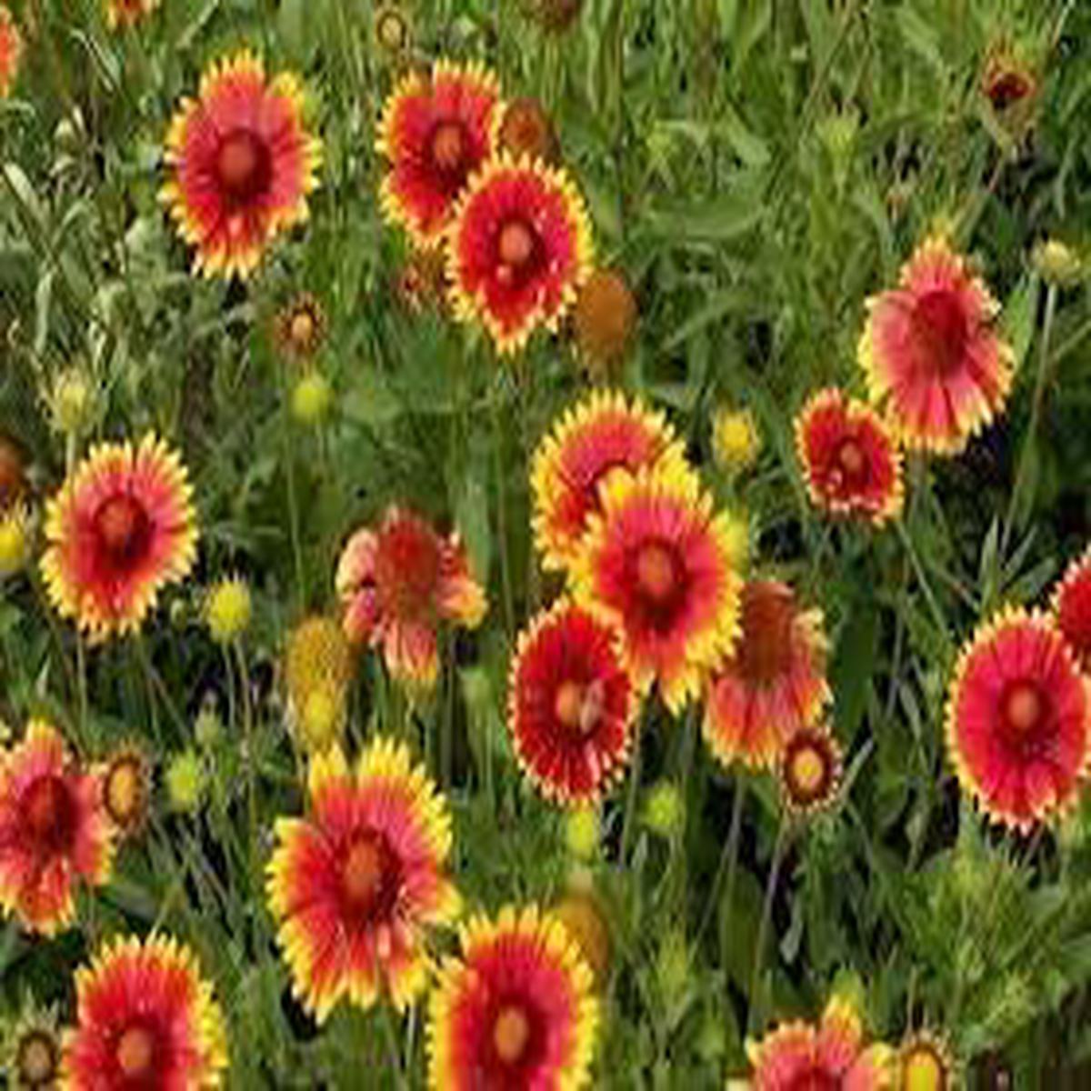 Blanket Flower Wildflower Seeds for Planting  Bi-Colored Blooms  Heirloom, Non-GMO, High Germination