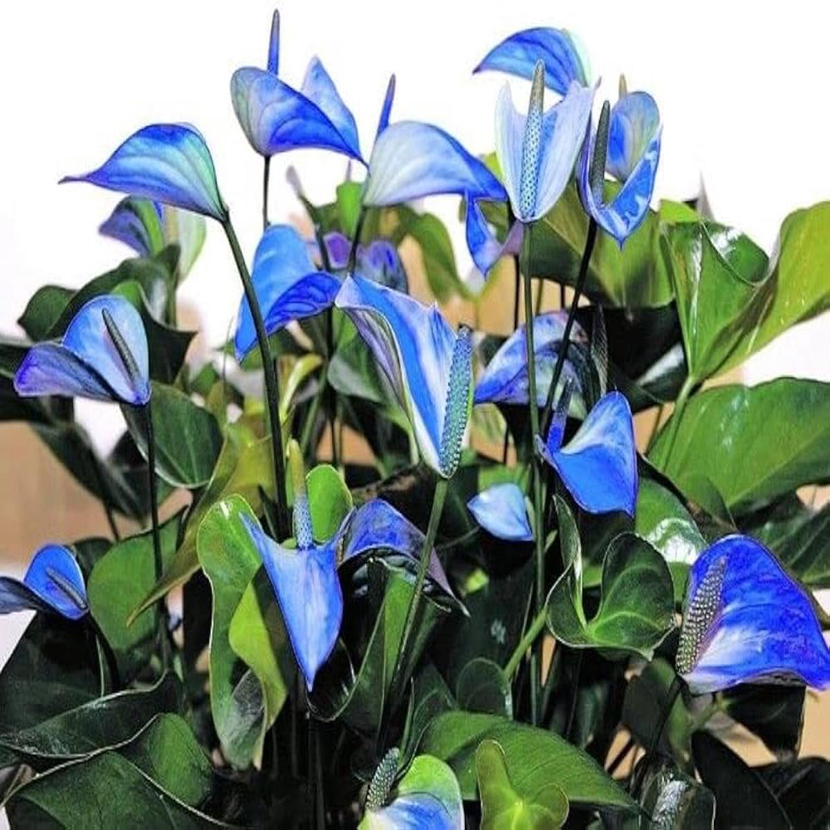 Blue Anthurium Andraeanum Flower seeds for Planting Seasonal Bloomer Heirloom & GMO Free Seeds for Home Garden