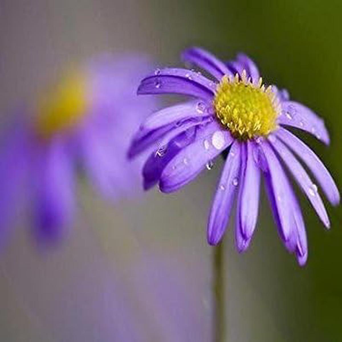 Blue Brachycome Flower seeds for Planting - Shade Tolerant, Heirloom & GMO Free Seeds for Home Garden