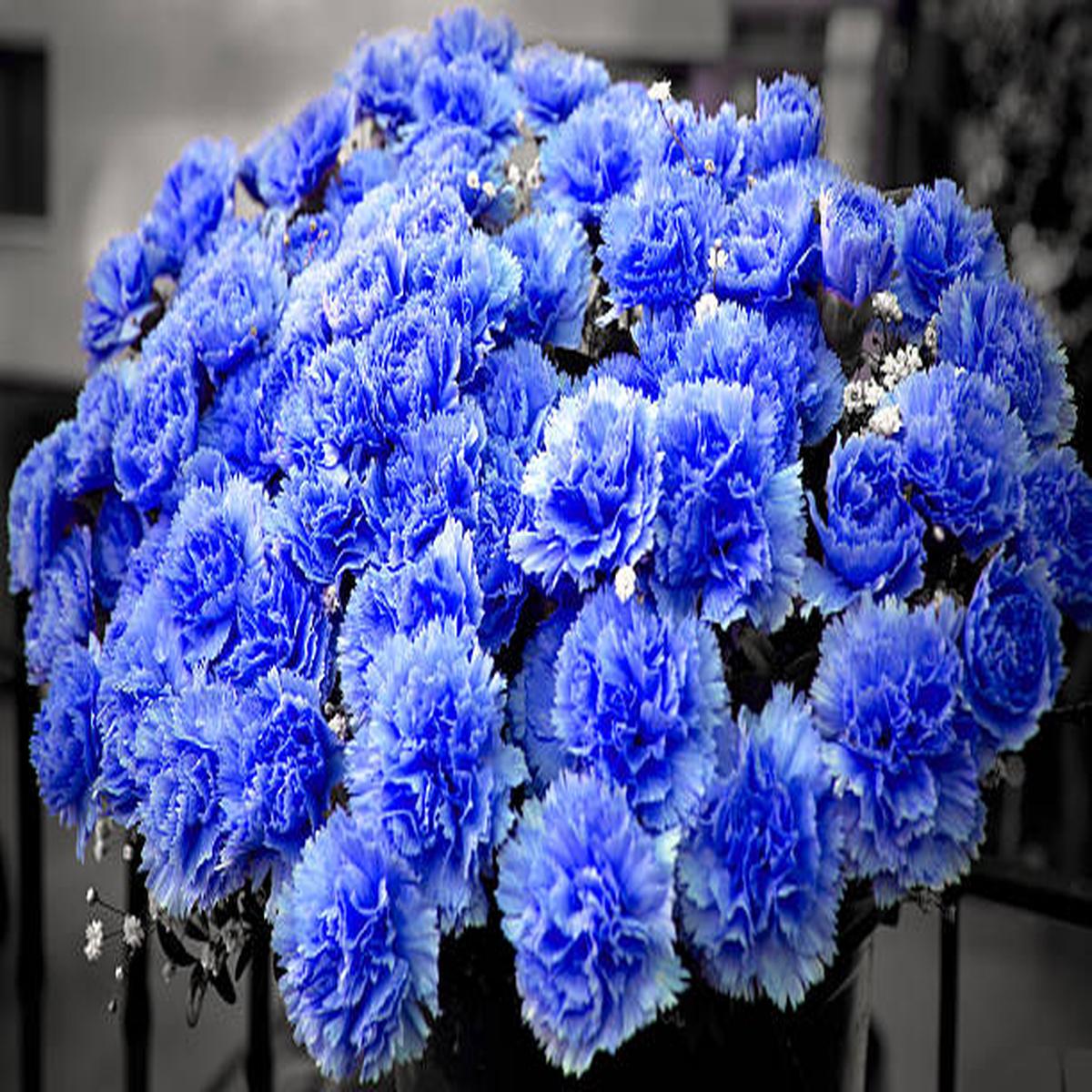 Blue Carnation Flower Seeds for Planting  Drought Tolerant, Heirloom Non-GMO High Germination Organic Garden Seeds