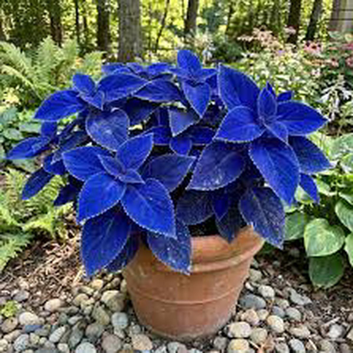 Blue Coleus Flower Seeds for Planting | Heirloom Non-GMO Organic Garden Seeds