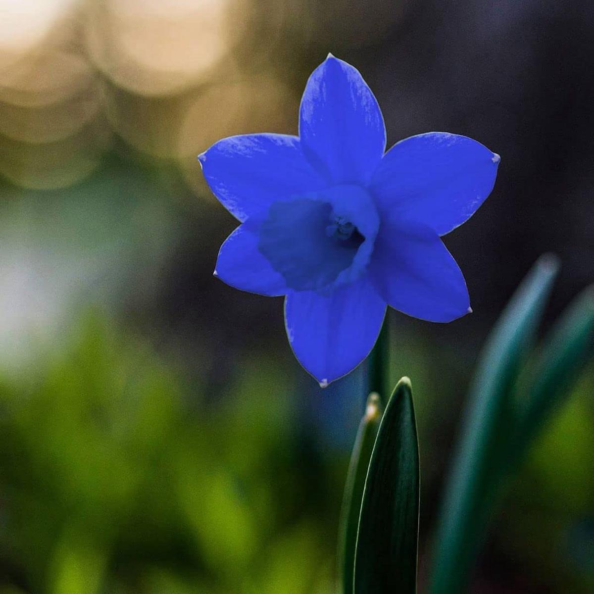 Blue Daffodils Flower Seeds  Heirloom Non-GMO High Germination Unique Organic Garden Seeds for Planting