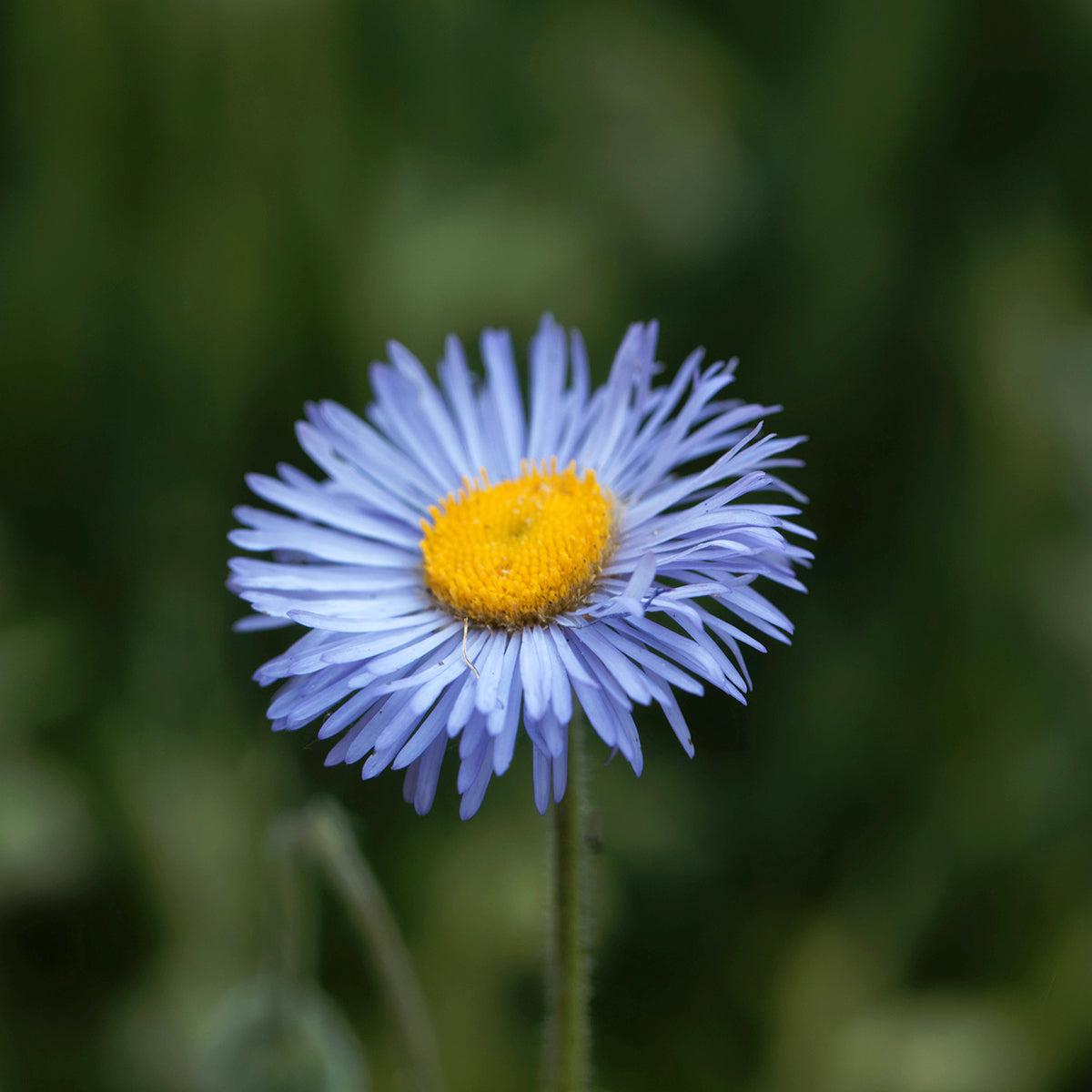 Blue Erigeron Flower Seeds for Planting  Heirloom, Non-GMO, High Germination Garden Seeds