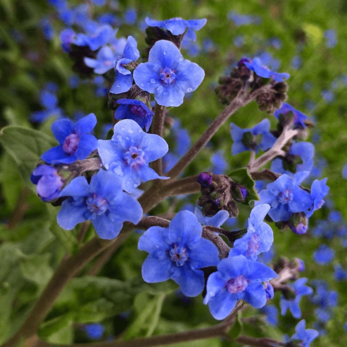 Blue Hanging Nasturtium Flower Seeds for Planting Heirloom, Non-GMO, High Germination Organic Garden Seeds