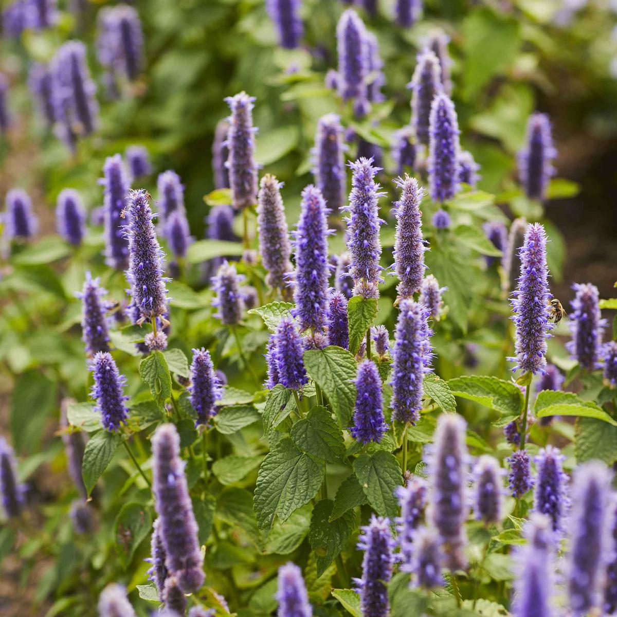 Blue Hyssopus Officinalis Flower seeds for Planting – Colorful Display, Heirloom & GMO Free Seeds for Home Garden