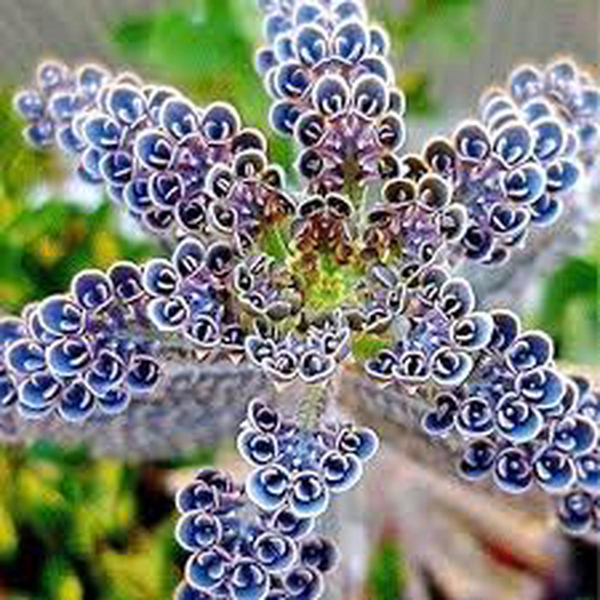 Blue Kalanchoe Flower seeds for Planting – Vibrant Colors, Heirloom & GMO Free Seeds for Home Garden