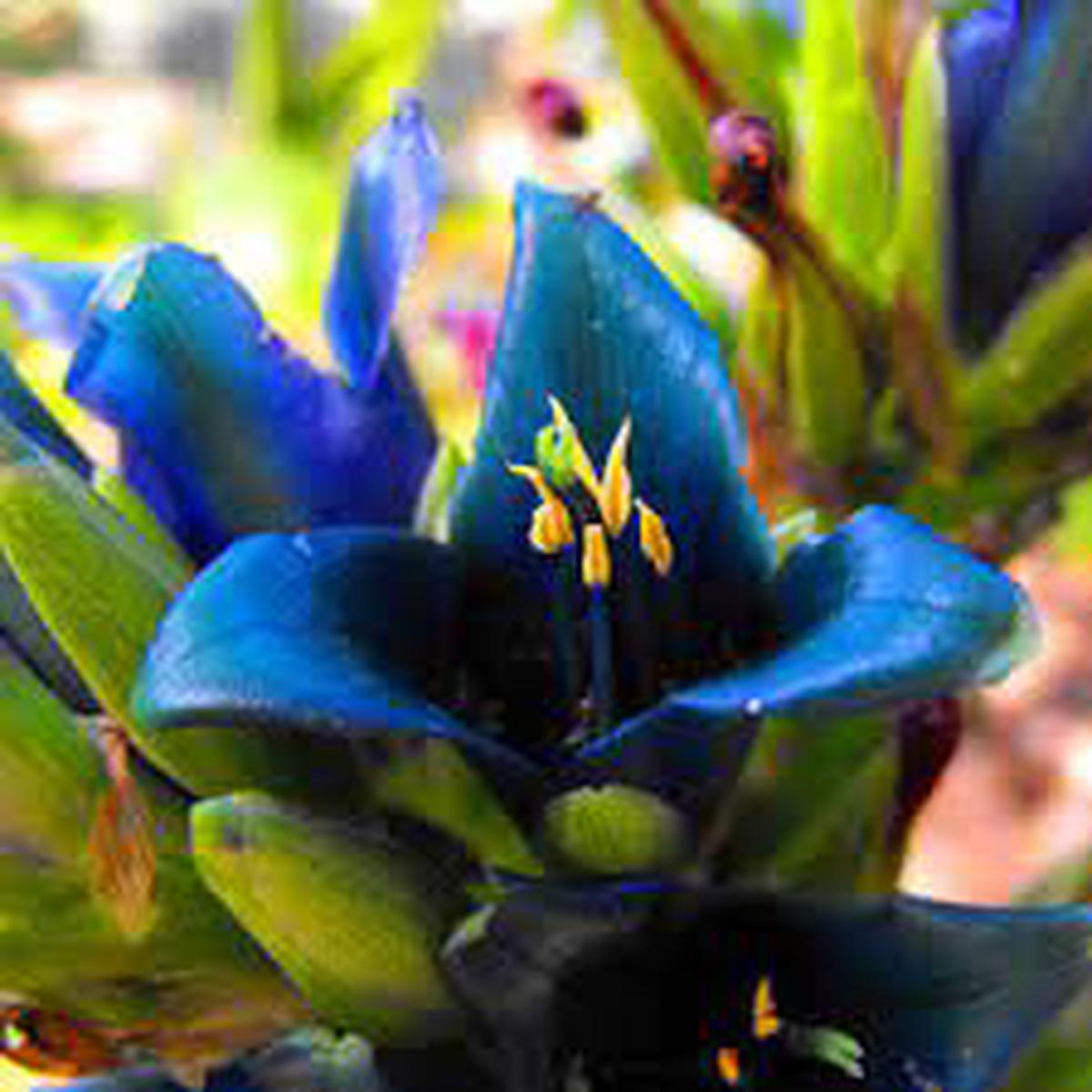 Blue Puya Alpestris Flower seeds for Planting – Low Maintenance, Heirloom & GMO Free Seeds for Home Garden