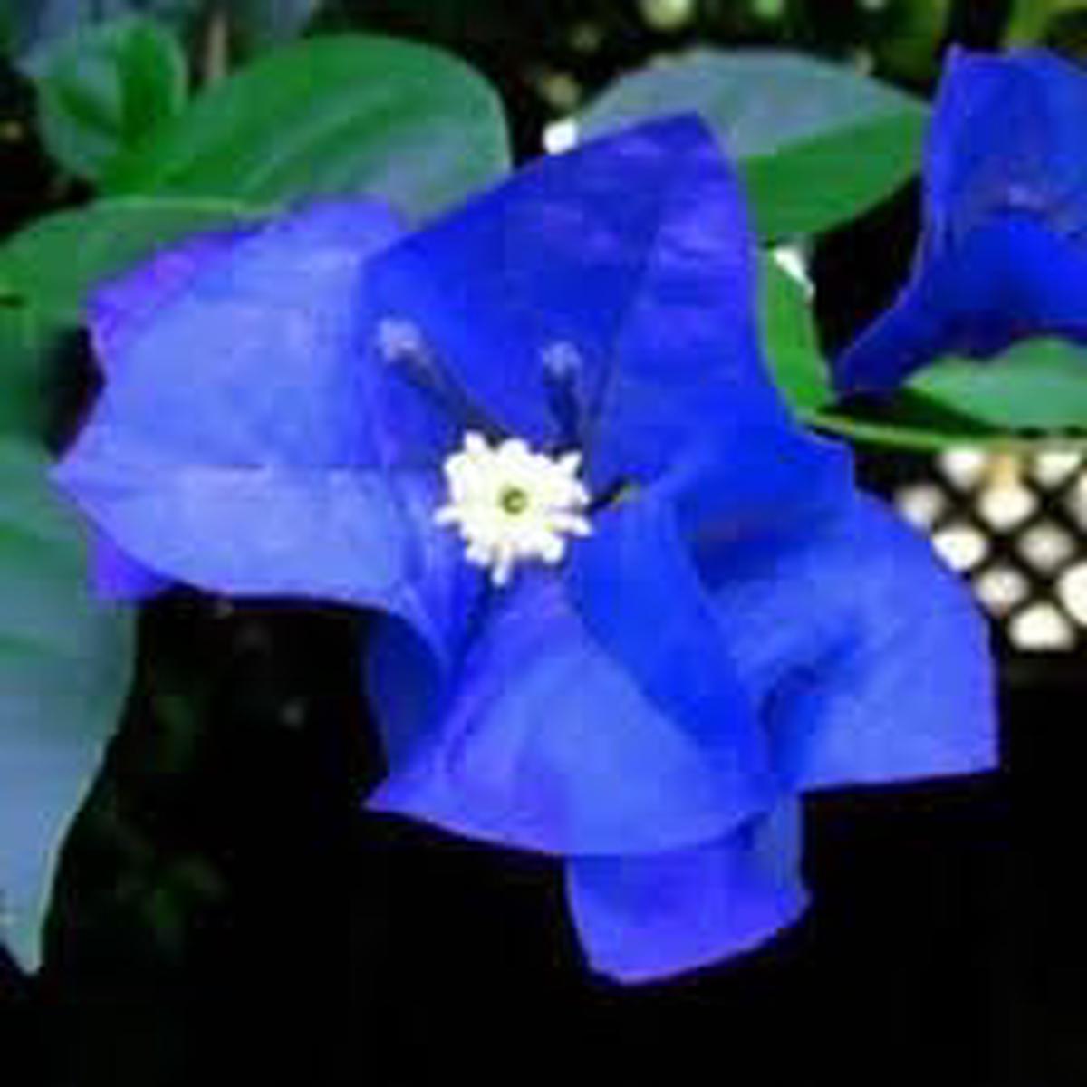 Blue Spectabilis Flower Seeds for Planting  Heirloom & Non-GMO Garden Seeds