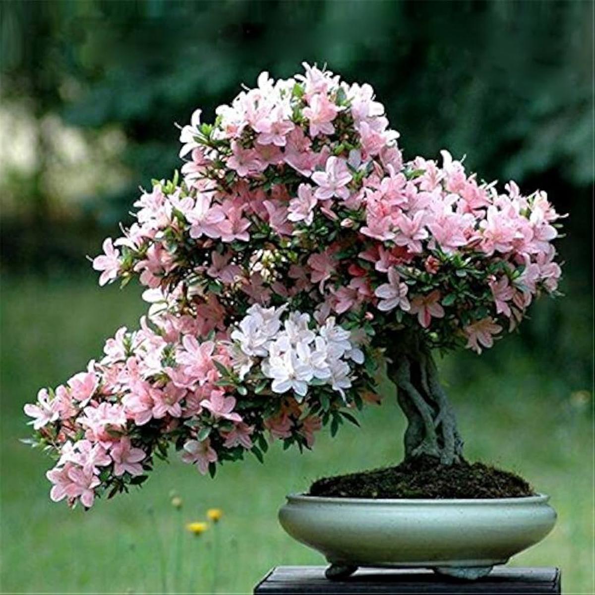 Bonsai Flower Seeds for Garden