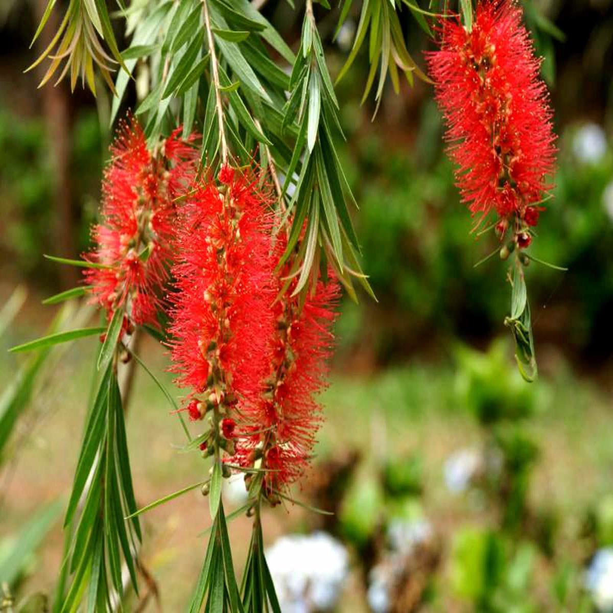 Bottle Brush Red Flower Seeds for Planting  Vibrant GreenWill Garden Blooms