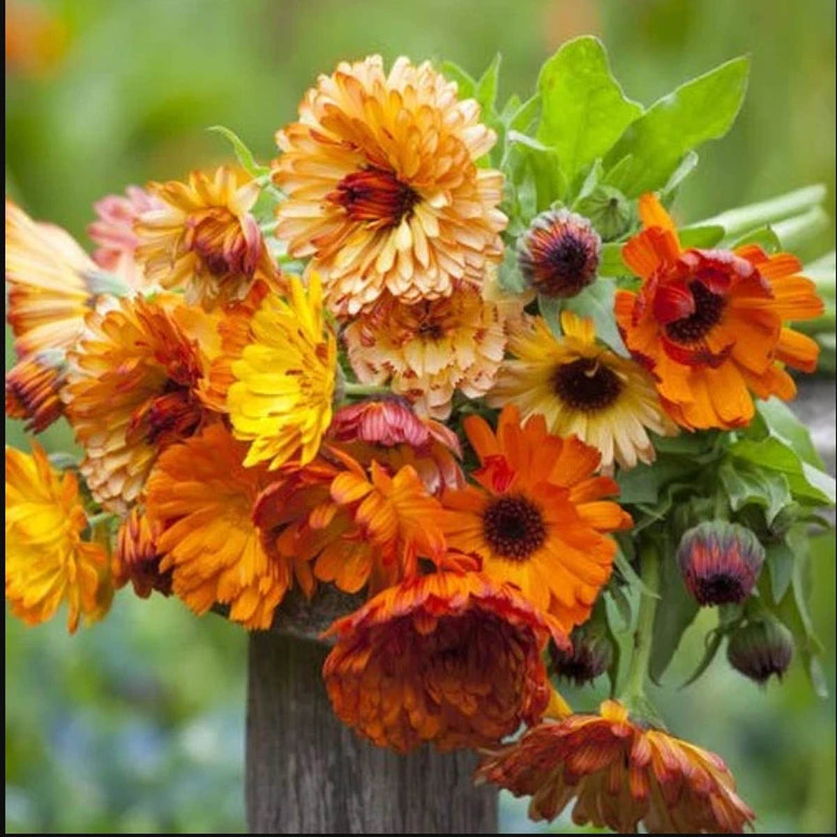 Calendula SUNSET Mix Double Blooms Bi-Colored Edible Seeds  Heirloom, Non-GMO, High Germination Organic Garden Seeds