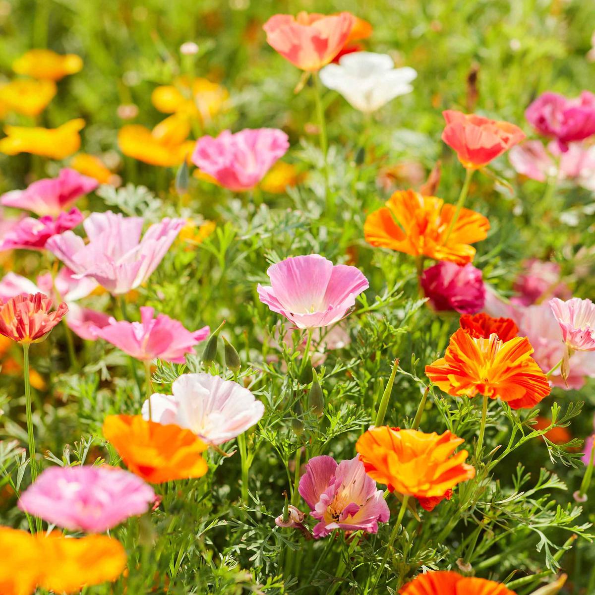 California Poppy Seeds – Mission Bells Mix