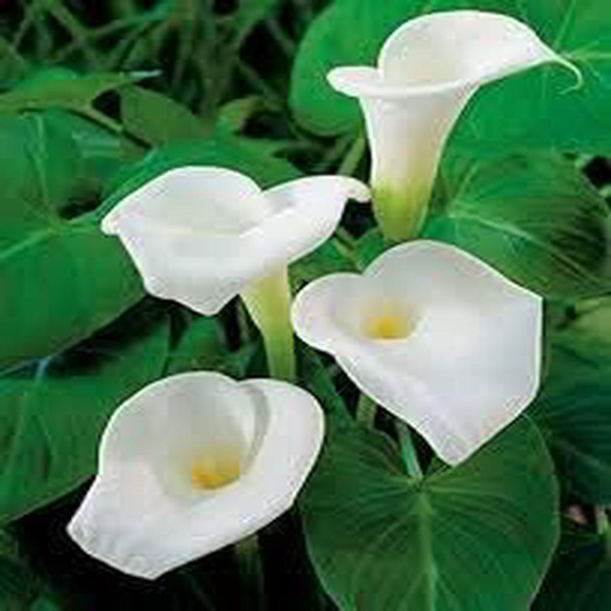 Calla Lily White Flower Seeds for Planting  Heirloom & Non-GMO Elegant Bloom Garden Seeds
