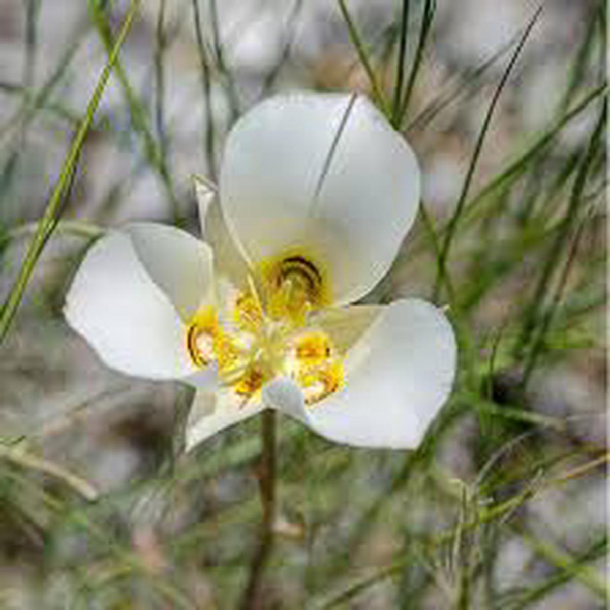 Calochortus Flower seeds for Planting – Bright Blooms, Heirloom & GMO Free Seeds for Home Garden, Organic Garden Seeds