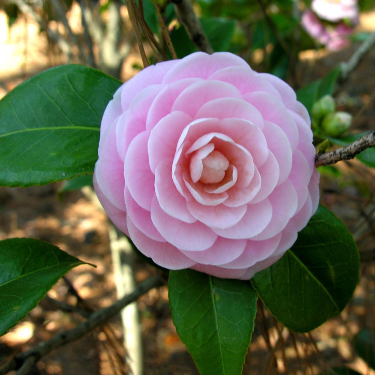 Camellia Flower seeds for Planting – Long Bloom Season, Heirloom & GMO Free Seeds for Home Garden, 100 pcs