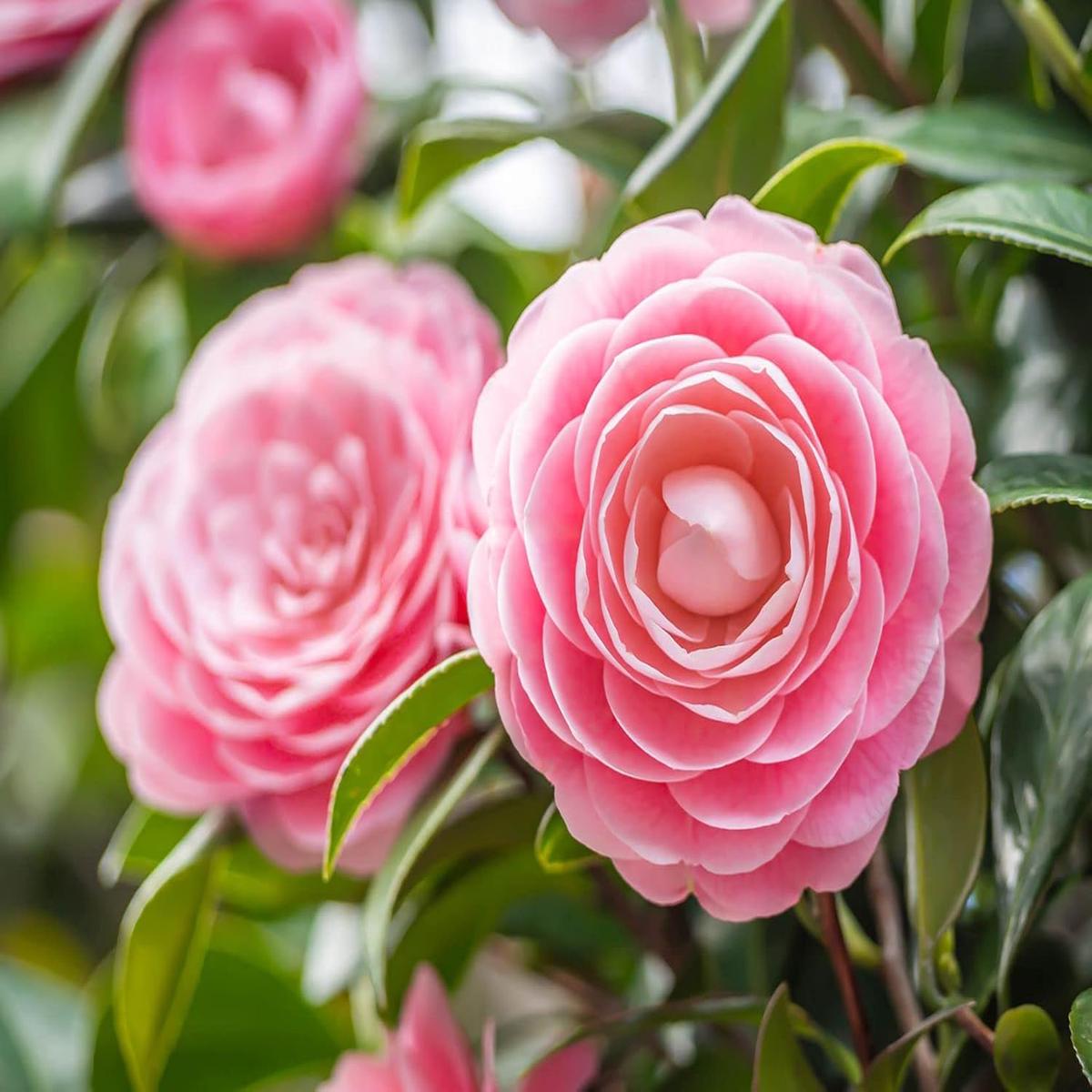 Camellia Japonica Flower Seeds  Heirloom Non-GMO Garden Blooms for Lush Landscaping