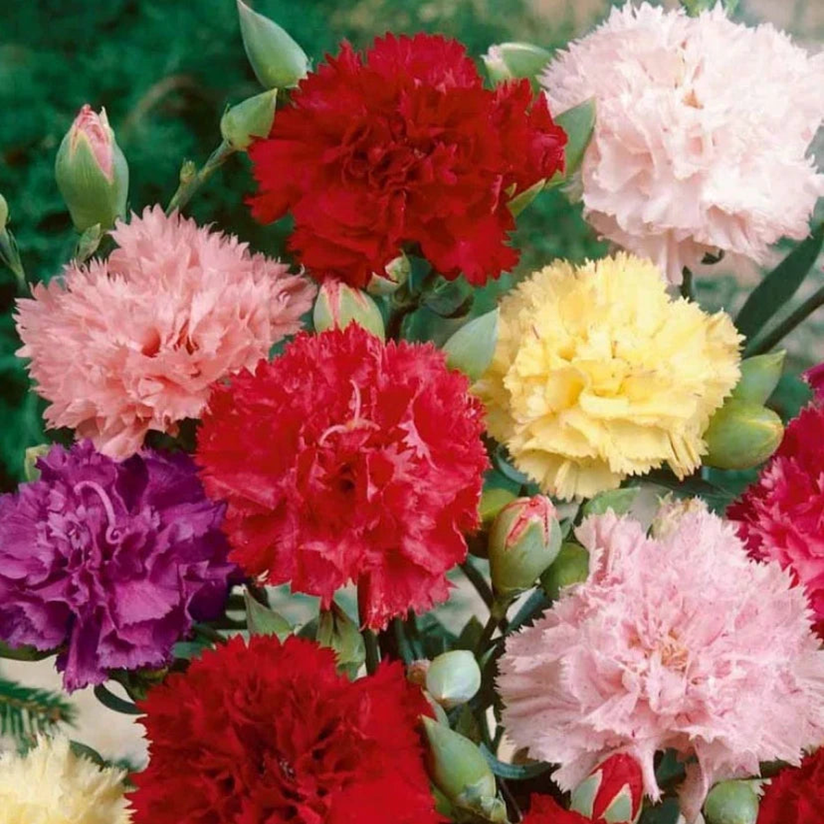 Carnation CHABAUD Mix Pollinators Fragrant Cut Flowers Florist Seeds  Heirloom, Non-GMO, High Germination Organic Garden Seeds