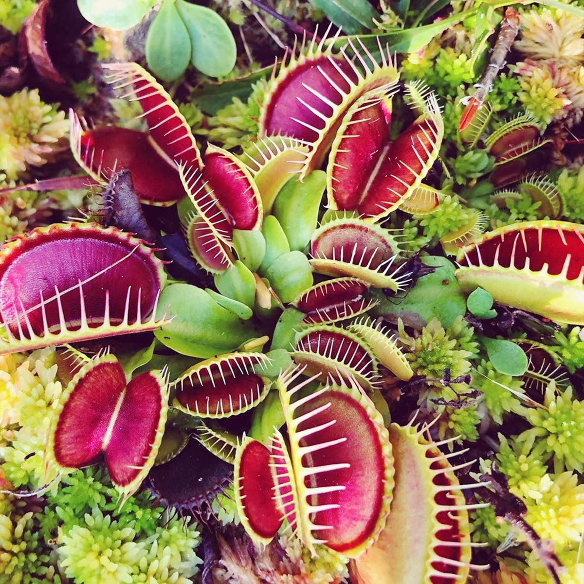 Carnivorous Flower seeds for Planting Cut Flower Favorite Heirloom & GMO Free Seeds for Home Garden Sale