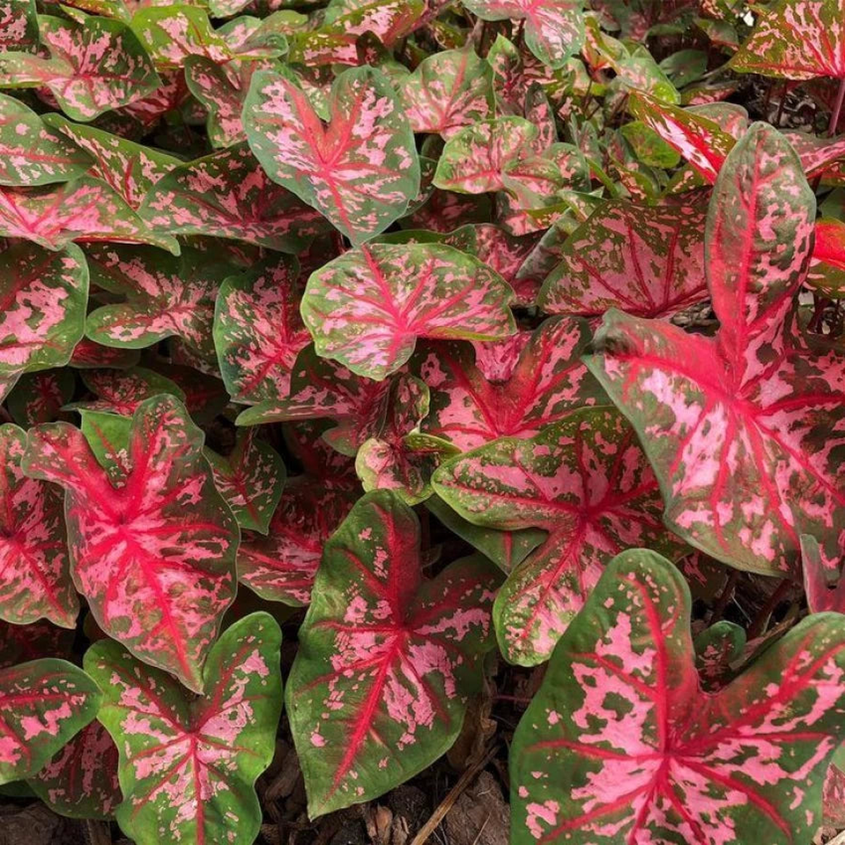 Carolyn Whorten Caladium Leaf Flower Seeds  Heirloom, Non-GMO, High Germination Organic Garden Seeds for Planting