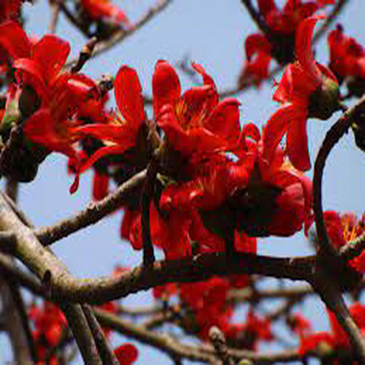 Ceiba Flower seeds for Planting – Shade Tolerant, Heirloom & GMO Free Seeds for Home Garden