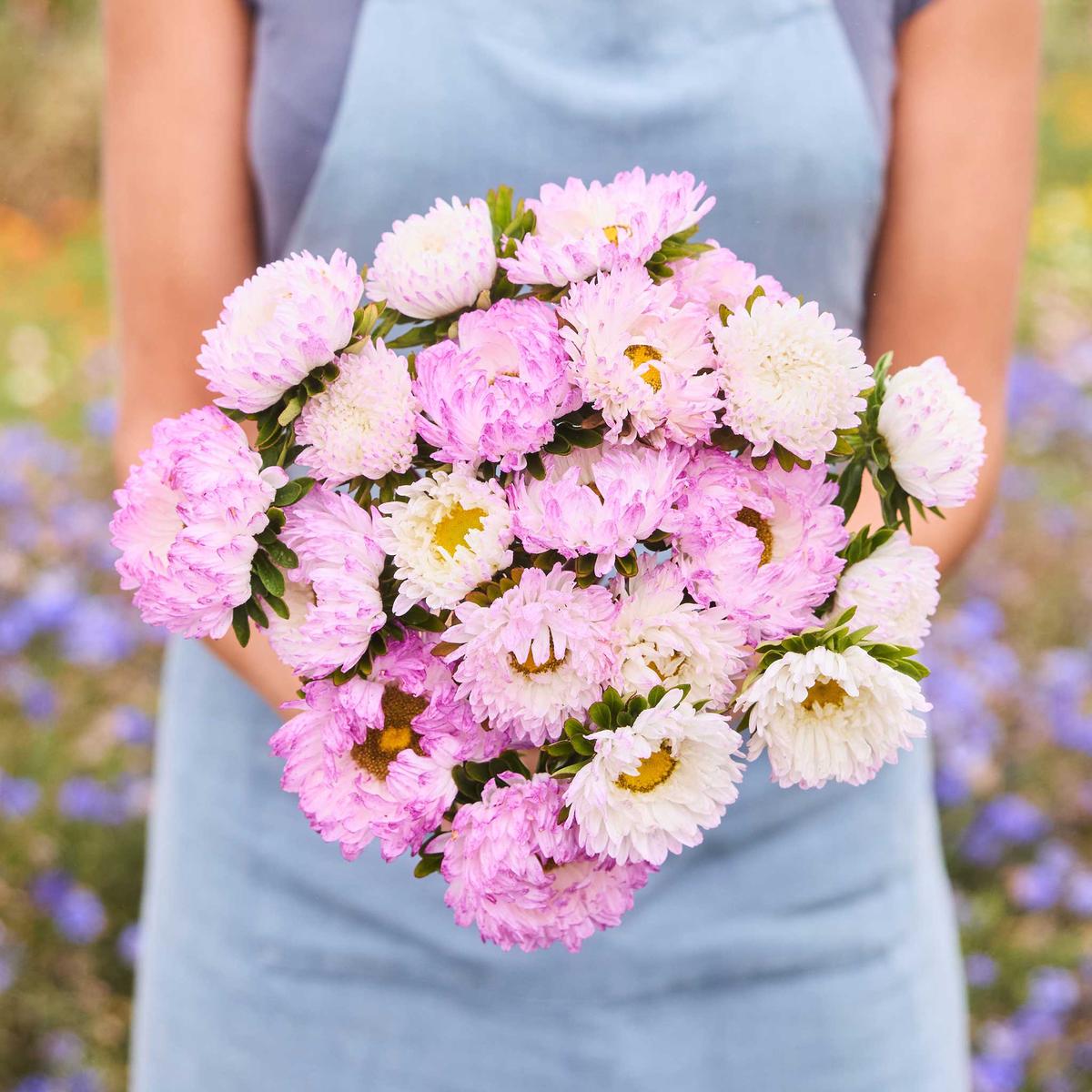 China Aster Seeds - Duchess Rose White