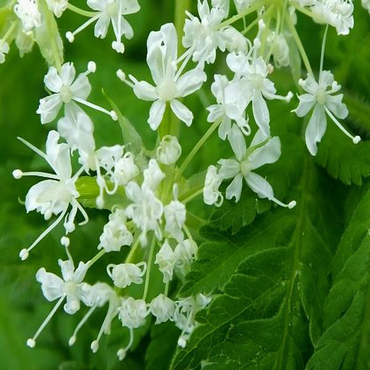 Cicely Myrrhis Odorata Seeds for Planting