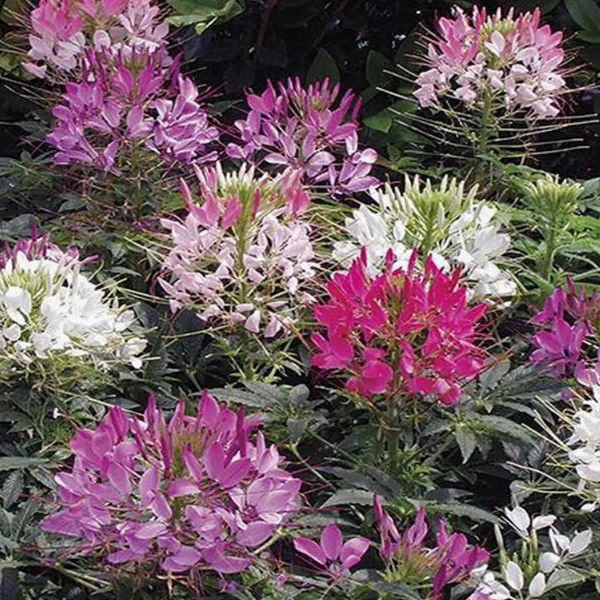 CLEOME Hassleriana MIXED COLORS Spider Plant FALL PLANTING Seeds  Heirloom, Non-GMO, High Germination Organic Garden Seeds