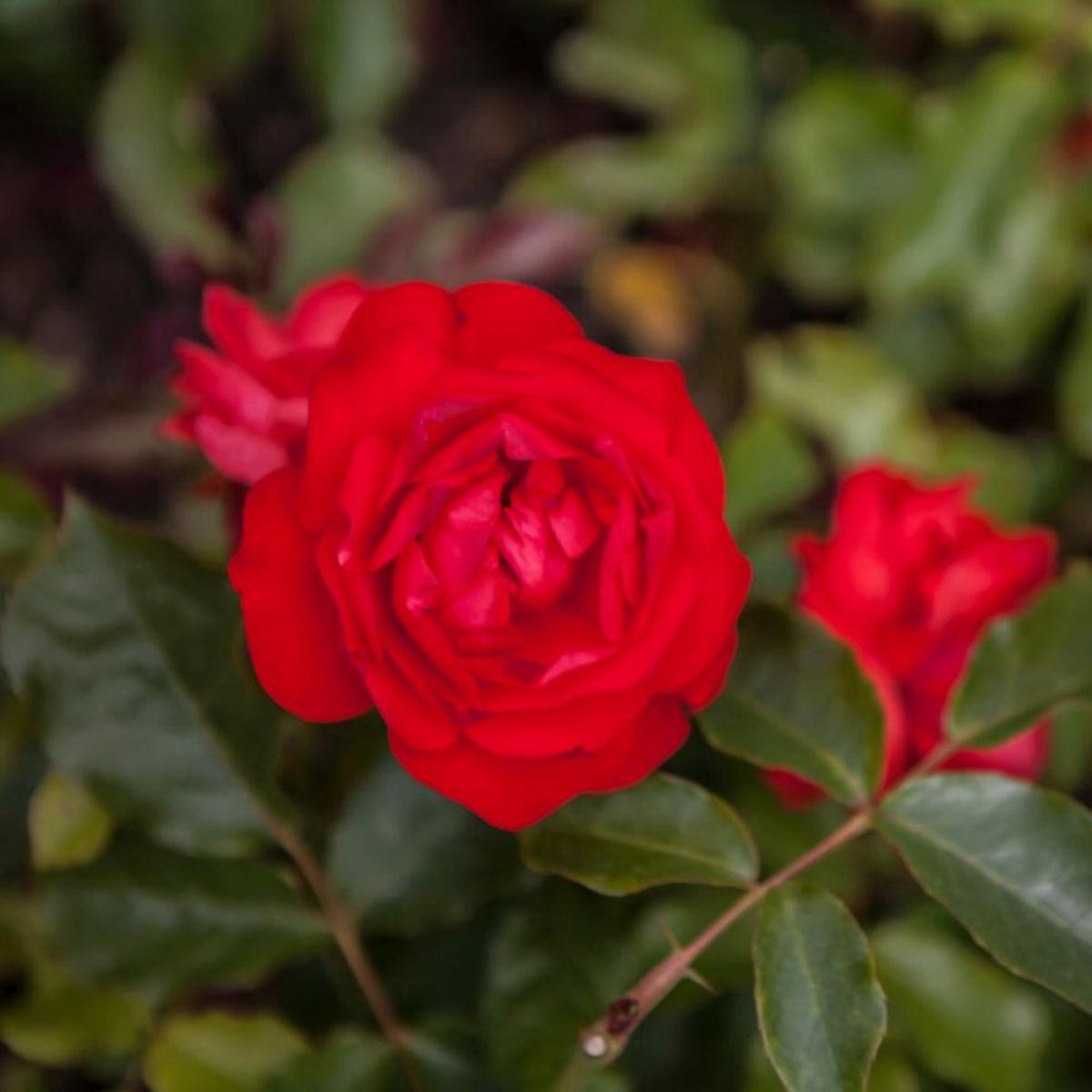 Climbing Trumpeter Rose Heirloom, Non-GMO, Easy to Grow, Perennial, Orange Flowers