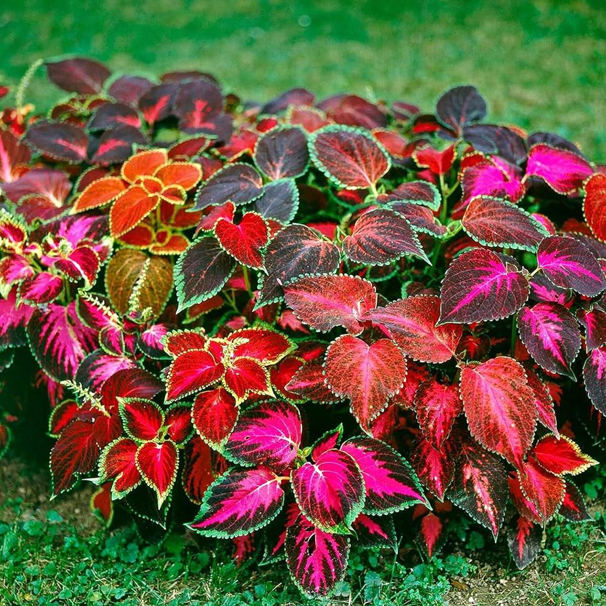 Coleus Flower Seeds for Planting  Heirloom, Non-GMO Long Bloom Season, High Germination Seeds
