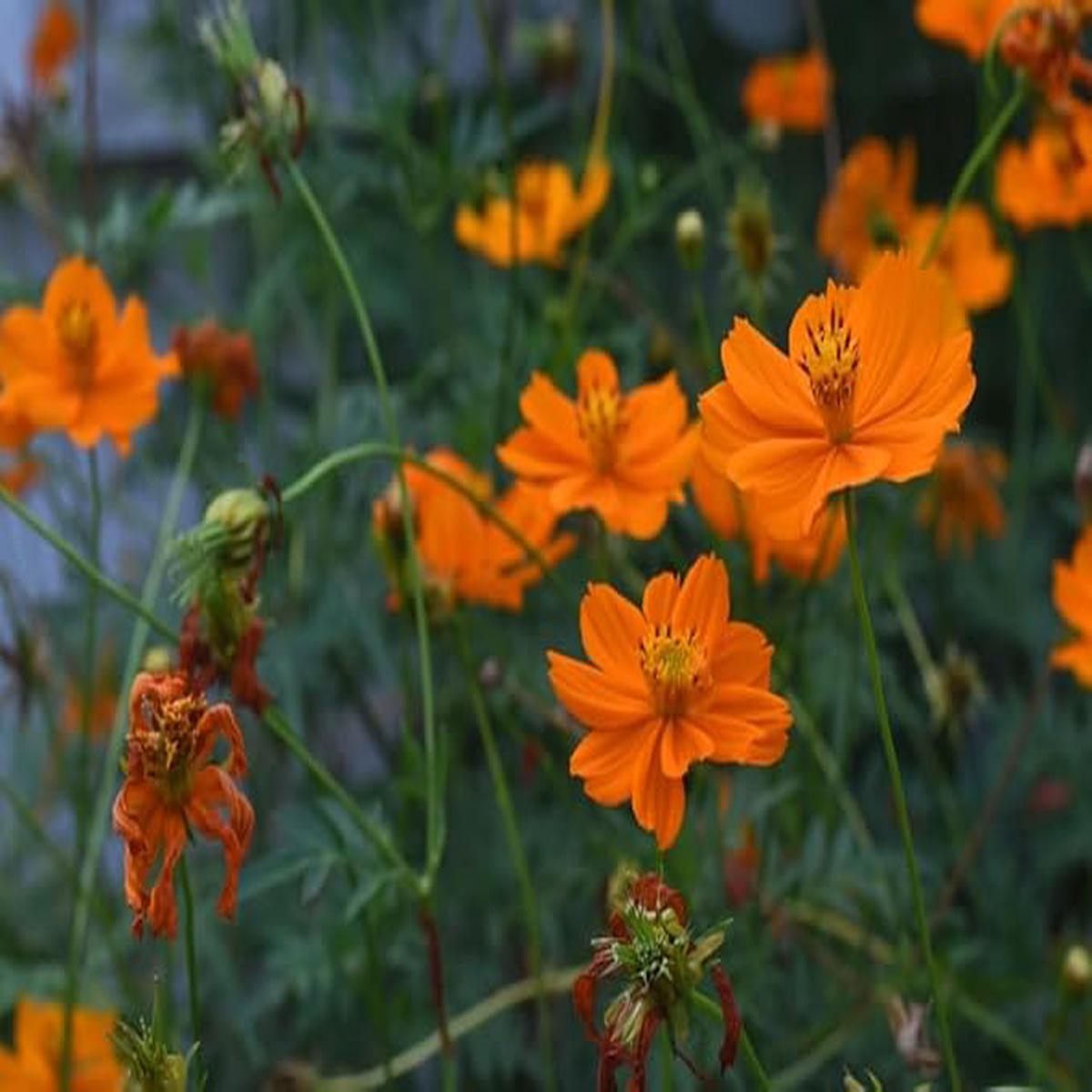 Cosmos Orange Sunshine Seeds for Planting flower bed