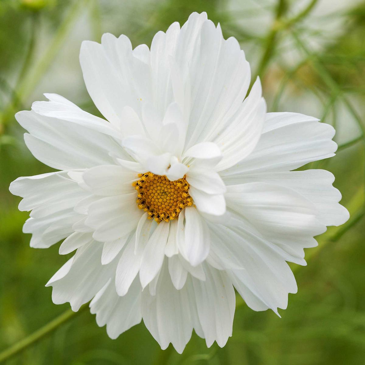 Cosmos Seeds – Fizzy White