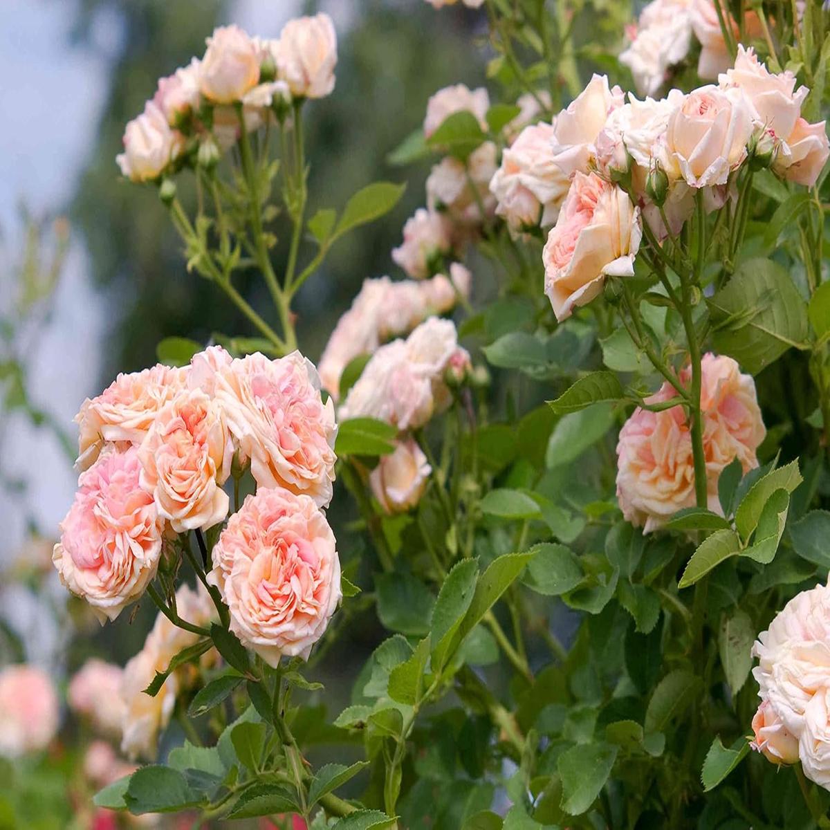 Cream Climbing Rose Flower Seeds for Planting Heirloom Non-GMO High Germination Garden Trellis Seeds